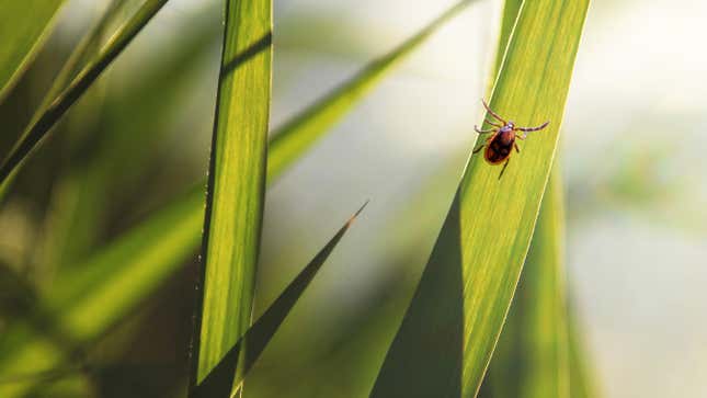 A tick crawling on a plant