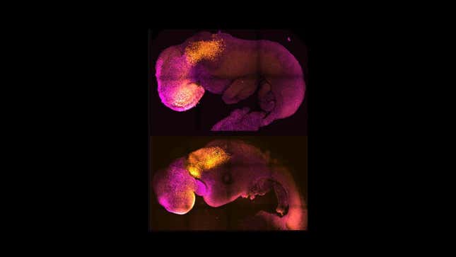 Imagen para el artículo titulado Científicos del Reino Unido crean un embrión de ratón a partir de células madre, sin necesidad de espermatozoides ni óvulos