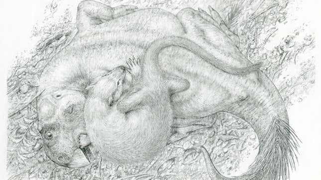 An illustration of Repenomamus sinking its teeth into Psittacosaurus.