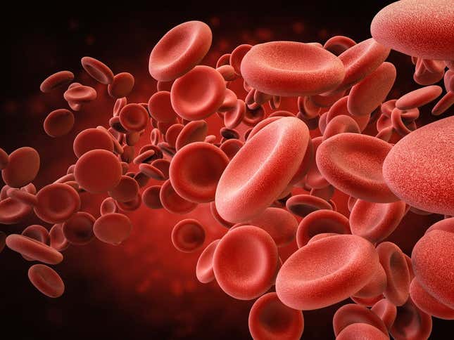 The red blood cell’s unique shape helps it get into difficult places to deliver oxygen.