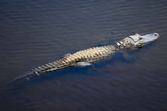 Someone tried to bring an alligator (not this one) into a Phillies game