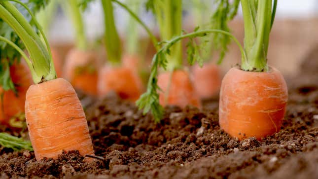 Carrots growing in a garden