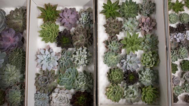 Image for article titled How to Keep a Succulent Alive, Because It&#39;s Trickier Than You Think
