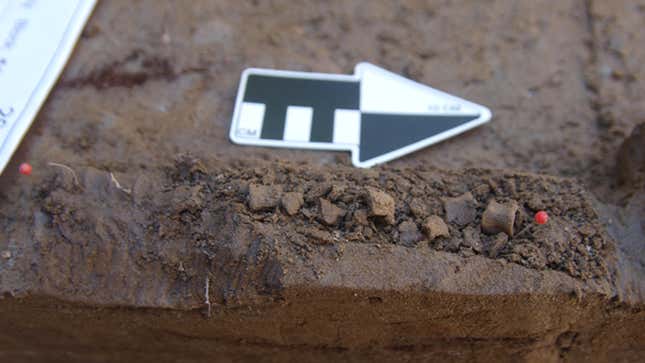 A burbot vertebrae found in the recent excavations.
