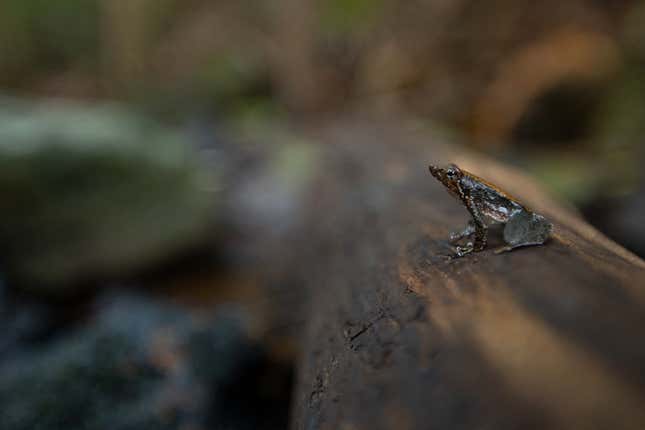 The Myristica swamps host a wide range of biodiversity, many of which are found only in this ecosystem.