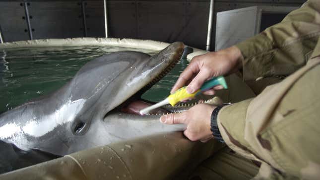 Signalman 2nd Class Diver Harlold Bickford, a mammal handler, brushes the teeth of a bottle-nose dolphin.