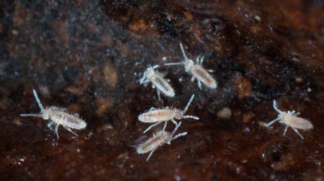 There are over 8,000 known species of springtails, including these unidentified bugs photographed in the soil.