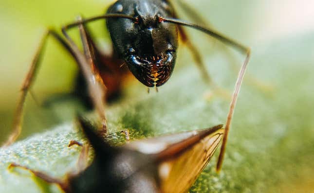 Imagen para el artículo titulado El secreto mejor guardado de las hormigas: sus dientes están recubiertos de metal para morder mejor