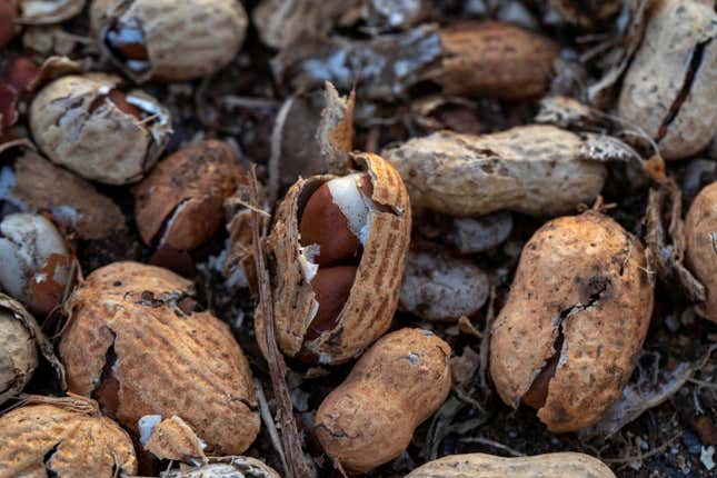 Peanuts and peanut shells