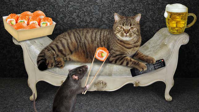 The beige cat is lying on a stylish gray couch at home. A tv remote control, a mug of beer and a box with sushi are next to him. A black rat feeds him using chopsticks.