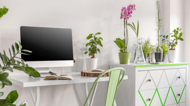 Image for article titled These Office Plants Will Turn Your Workspace Into an Oasis