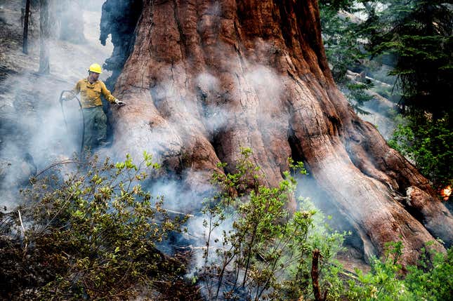 A firefighter waters down a sequoia tree as the Washburn Fire burned in Mariposa Grove, Yosemite National Park on Friday, July 8.