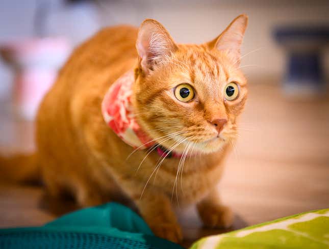 Image for article titled Finest Feline Reporting: The Onion’s Most Consequential Cat Journalism