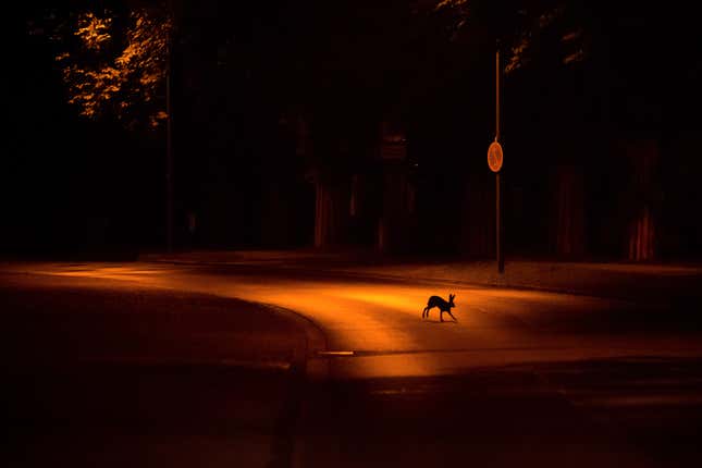 The silhouette of a hare hopping across the street.
