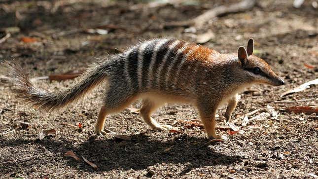 A Numbat at the Perth Zoo in Australia.
