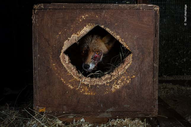 A fox, likely wounded by dogs, peers out of its crate in a UK rehabilitation center.