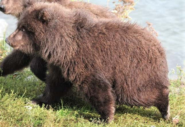 This spring cub will experience 40% more climate disasters in his life than adult bears...or something