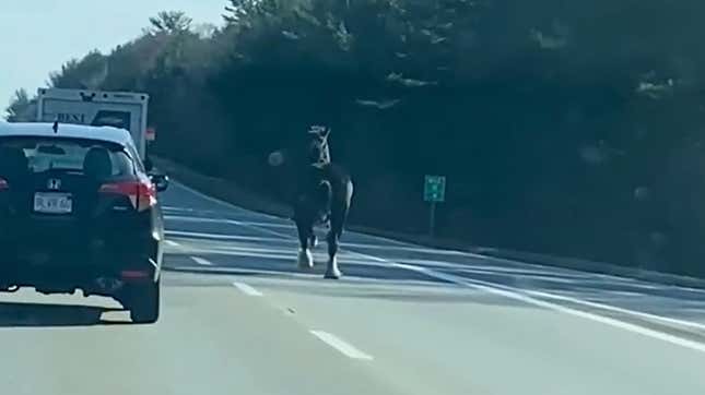 Image for article titled Escaped Horse Runs Onto Massachusetts Highway