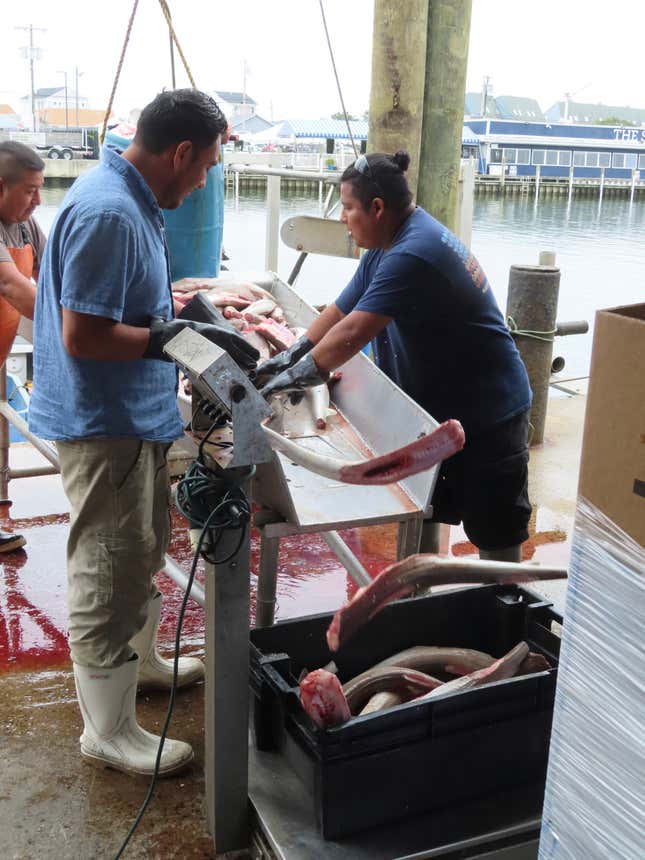 Workers at the Fishermen&#39;s Dock Co-Operative toss fish into bins in Point Pleasant Beach, N.J., on June 20, 2023. The commercial and recreational fishing industry has numerous concerns over offshore wind projects. The wind industry says it has tried to address those concerns, and will pay compensation for those that can&#39;t be avoided. (AP Photo/Wayne Parry)