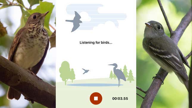 Image for article titled New Shazam for Birds Will Identify That Chirping for You