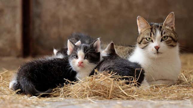 Imagen para el artículo titulado Tu gato recuerda los nombres y las caras de tu familia