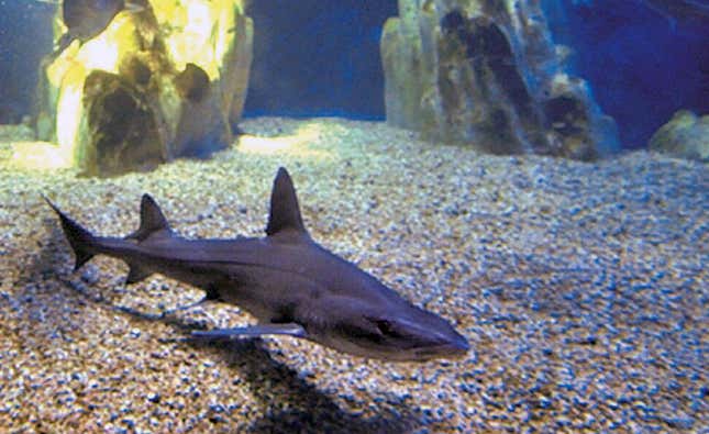 Uno de los tiburones que se exhiben en el acuario italiano.