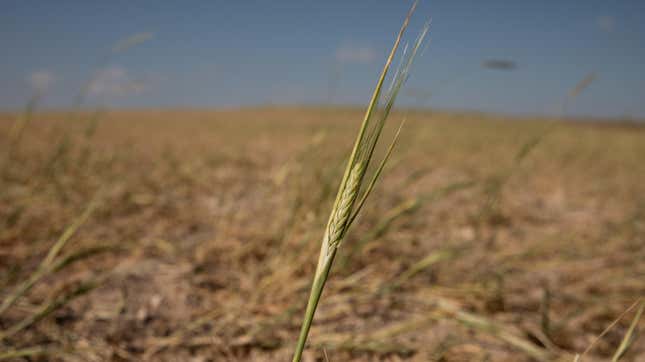 A field of wheat with a single blade in focus.