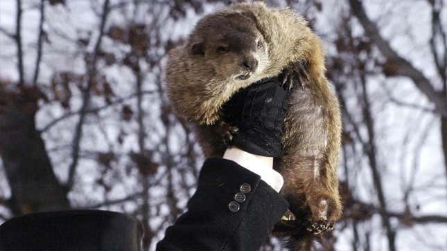 Image for article titled Punxsutawney Phil Beheaded For Inaccurate Prediction On Annual Groundhog Slaughtering Day