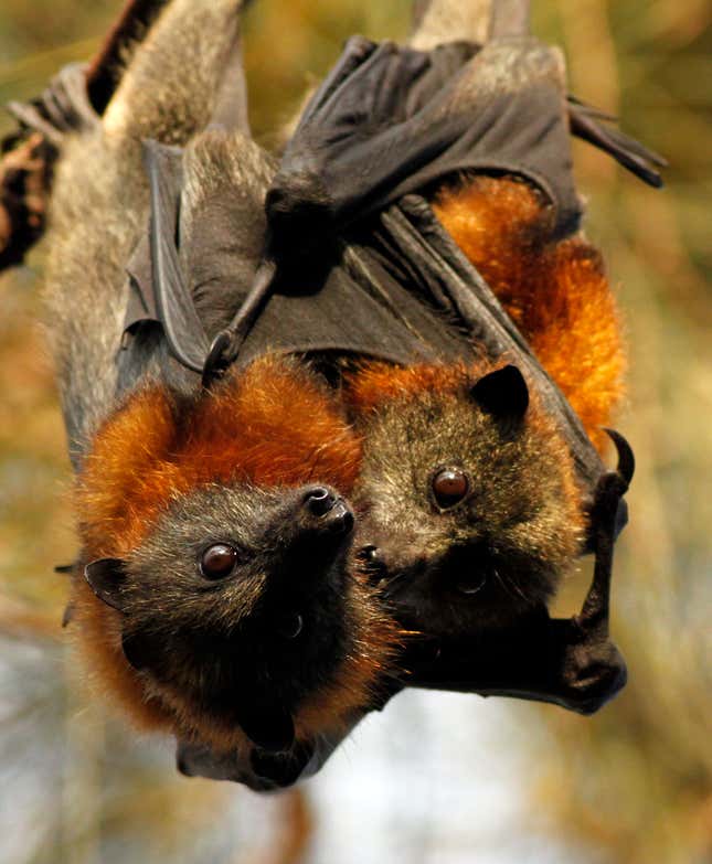 Just look how nurturing they are.