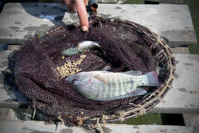 A tilapia from Hashem's farm. The high cost of fish feed is driving some farmers out of business.