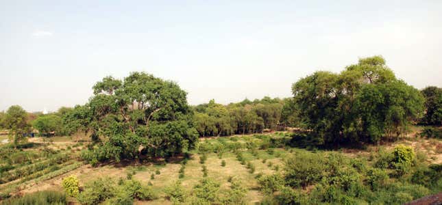 Nursery beds in 2008.