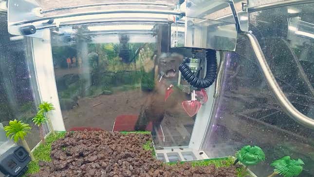 A monkey bangs on the glass after losing.