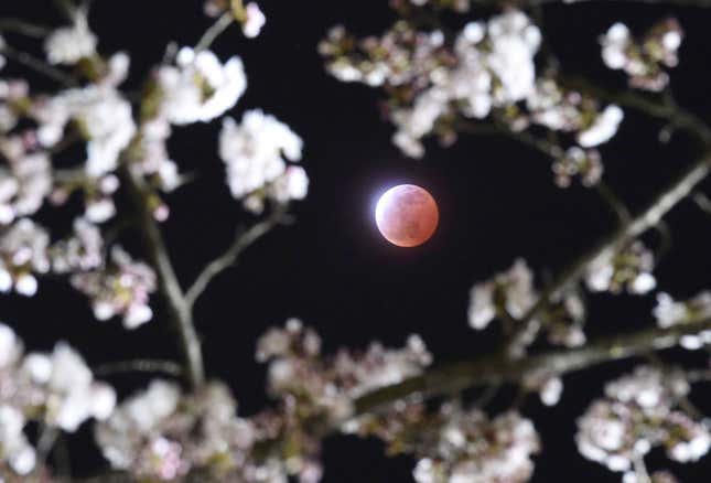 A lunar eclipse between cherry blossoms in Shiraishi, Miyagi prefecture.