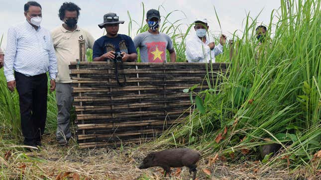 Forest officials look on during the release into the wild of 4 captive-bred pygmy hogs, an endangered species and the world's rarest and smallest wild pigs.