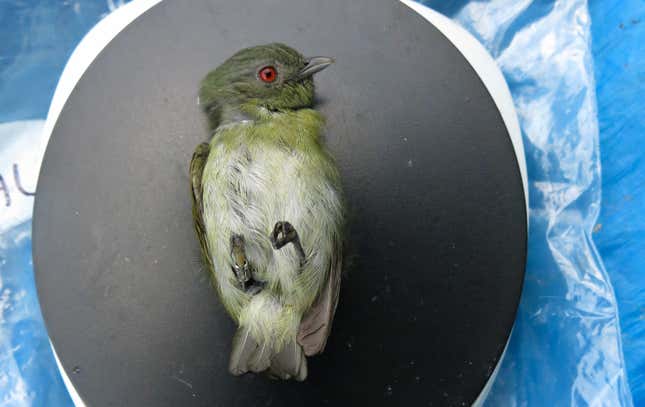 A small green bird on a scale.