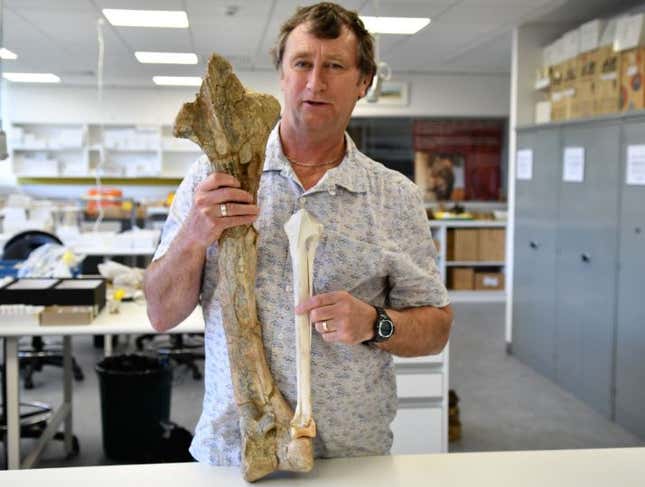 A la izquierda, un fémur de Dromornis stirnoni. A la derecha un fémur de Emu moderno.