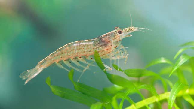 Image for article titled Shrimp Assumed Visible String Of Shit Would Go Further In Deterring Predators