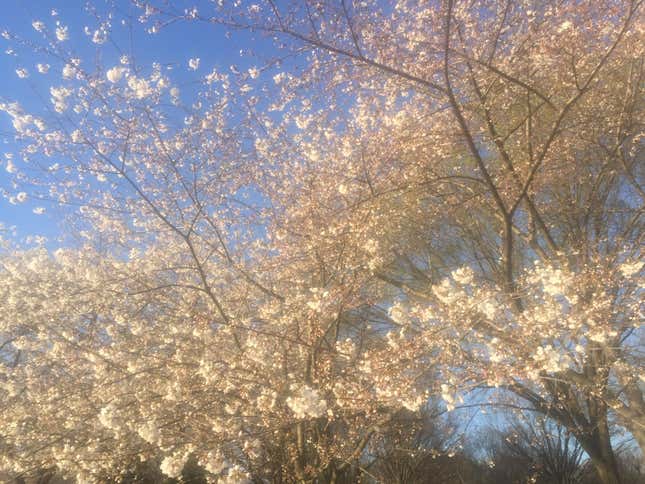 Cherry blossoms.
