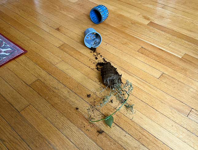 Image for article titled Ragged Houseplant Drags Itself Over Expanse Of Living Room Floor In Search Of Water