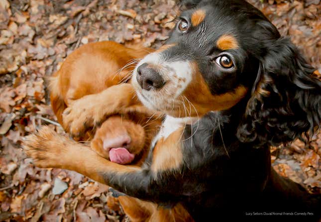 Image for article titled This Year&#39;s Funniest-Looking Pets Are Here