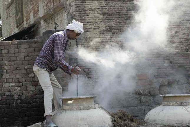 Capturing the scent of vetiver.
