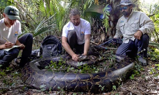 Imagen para el artículo titulado Capturan la pitón birmana más pesada jamás capturada en Florida