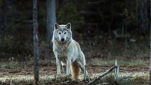 El análisis genético muestra que los lobos (en la foto) que ahora viven a lo largo de la frontera de Noruega y Suecia no son nativos de la región y descienden de los lobos finlandeses.