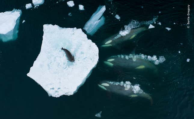 Three orcas prepare to wash a seal off the safety of an iceberg.
