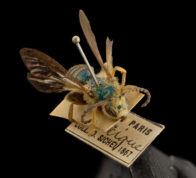 Dinagapostemon sicheli. “”Note the crenulated antennae and the fact that the specimen has largely retained its shape and color all these years. Many of these old specimens are still our reference points for taxonomy, distributions, and what things were like in the past.”