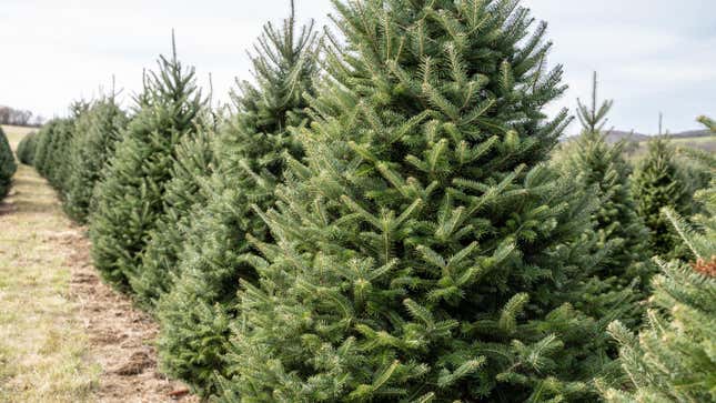 16 Best Types of Christmas Trees - Real Christmas Tree Varieties