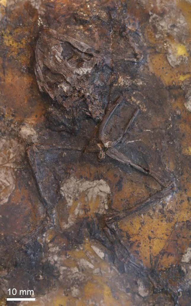 Imagen para el artículo titulado Este pantano era una trampa sexual mortal para las ranas hace 45 millones de años