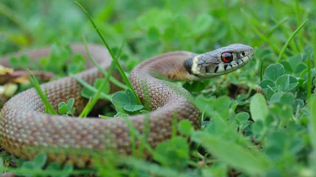 Image for article titled Why You Have Snakes in Your Yard, and How to Keep the Bad Ones Out
