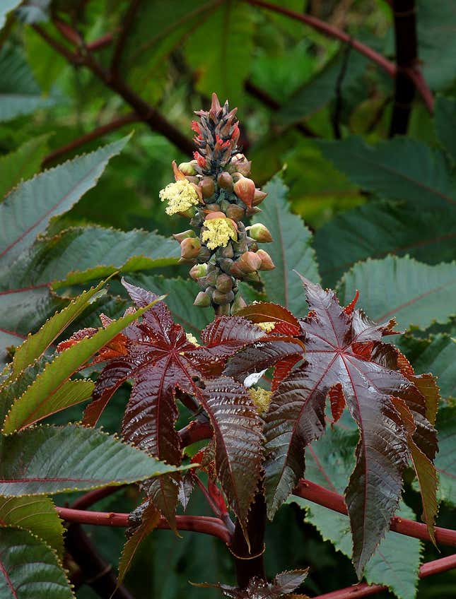 A deep green and red leafed plant with clusters of bean seeds.