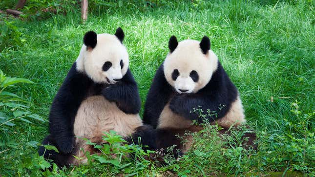 Image for article titled Senate Passes $50 Billion Bill To Combat Chinese Influence By Developing Own Pandas